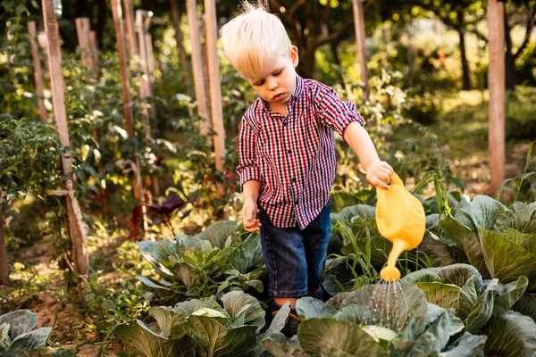 The baby boy waters the cabbage uses a watering can — Stock Photo, Image