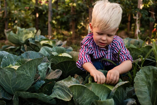 Il bambino con i capelli biondi seduto tra i cavoli — Foto Stock