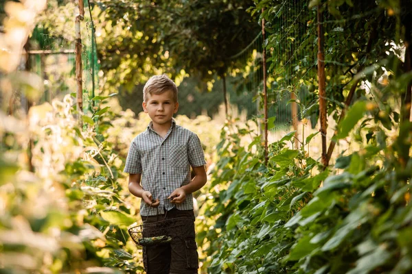 Der kleine Junge steht mit einem Korb im Gartenbeet — Stockfoto