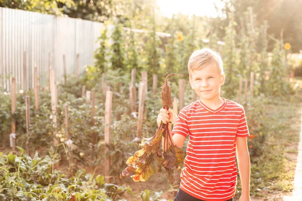 Anak itu bersukacita setelah memilih bit segar — Stok Foto