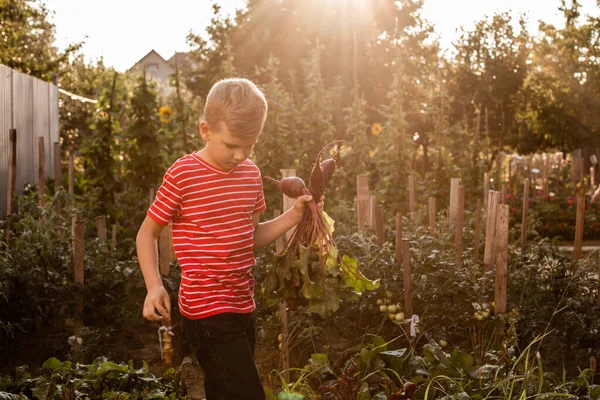 The boy rejoices after picking the fresh beet — Stock Photo, Image