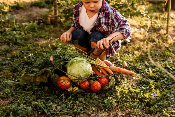 The toddler examines a basket of vegetables — Stock Photo, Image