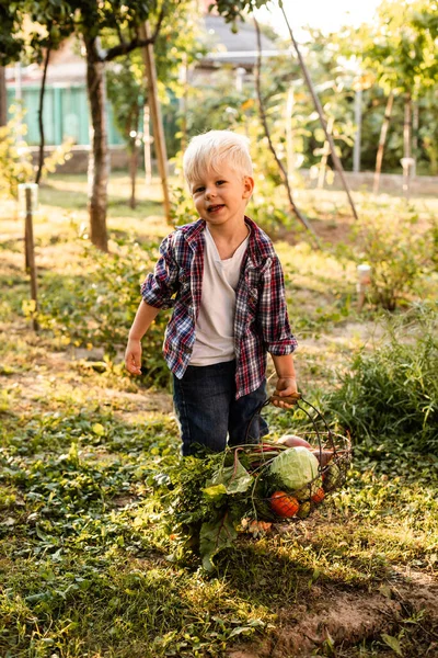 The toddler examines a basket of vegetables — Stock Photo, Image