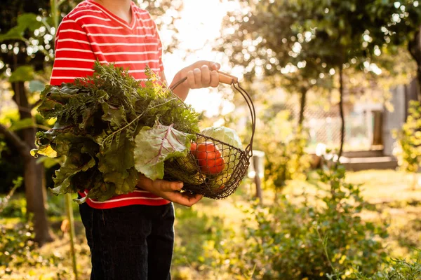 Mały rolnik trzyma kosz świeżych warzyw. — Zdjęcie stockowe