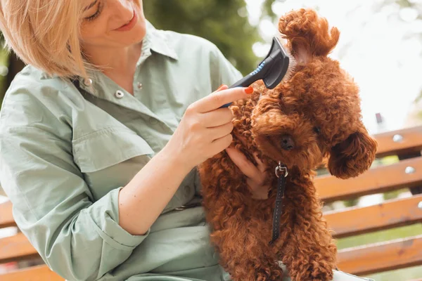 Fêmea cão proprietário escovação brinquedo poodles pele — Fotografia de Stock