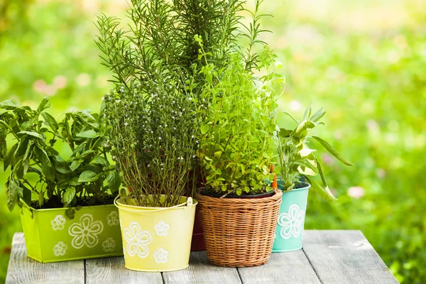 Herb garden — Stock Photo, Image