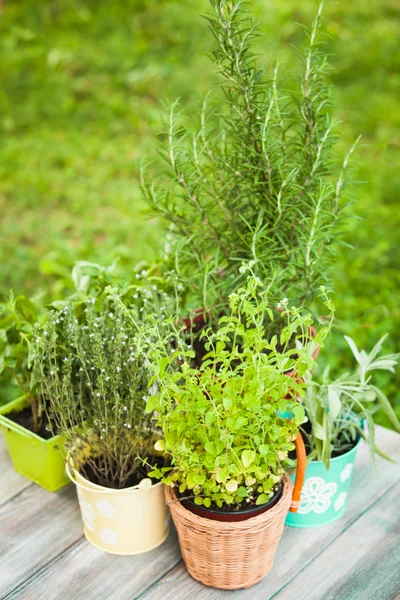 Giardino delle erbe — Foto Stock