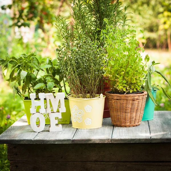 Herb garden — Stock Photo, Image