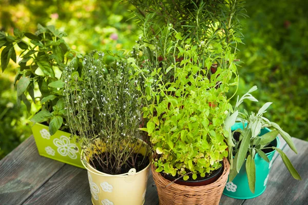 Herb Garden — Stok fotoğraf