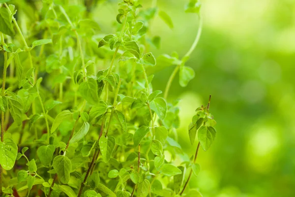 Rozemarijn bush — Stockfoto