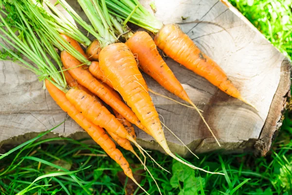 Fresh carrots — Stock Photo, Image