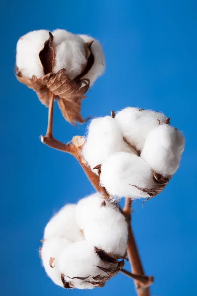 Cotton flower — Stock Photo, Image