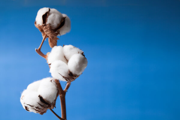 Cotton flower