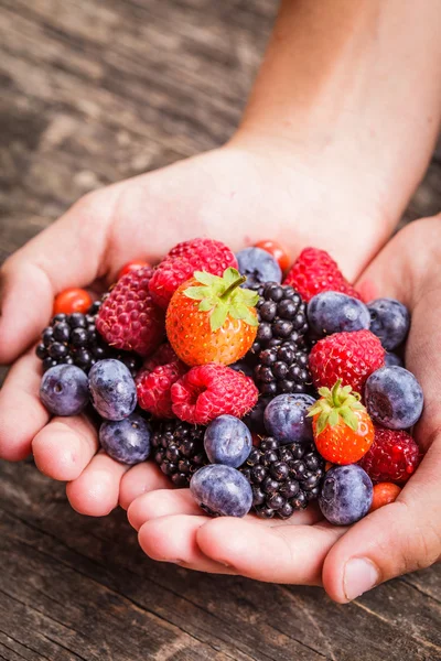 Berries in hands Stock Image