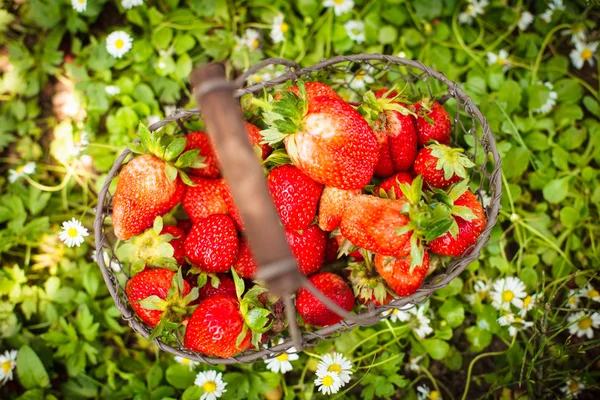 Fresh strawberries — Stock Photo, Image