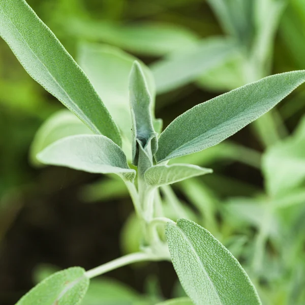 Salbeipflanze — Stockfoto