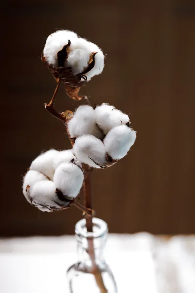 Flor de algodón —  Fotos de Stock