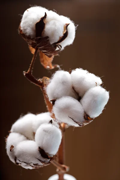 Baumwollblume — Stockfoto