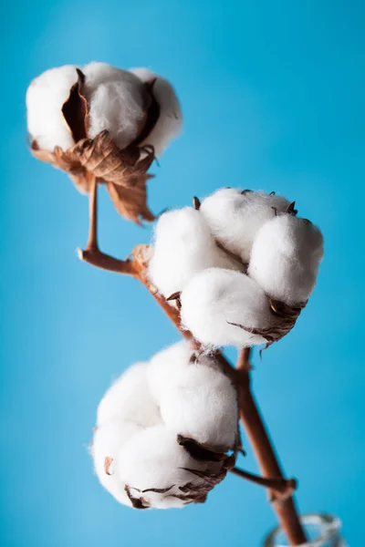 Flor de algodón — Foto de Stock