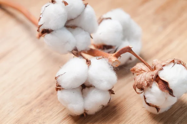 Cotton flower — Stock Photo, Image