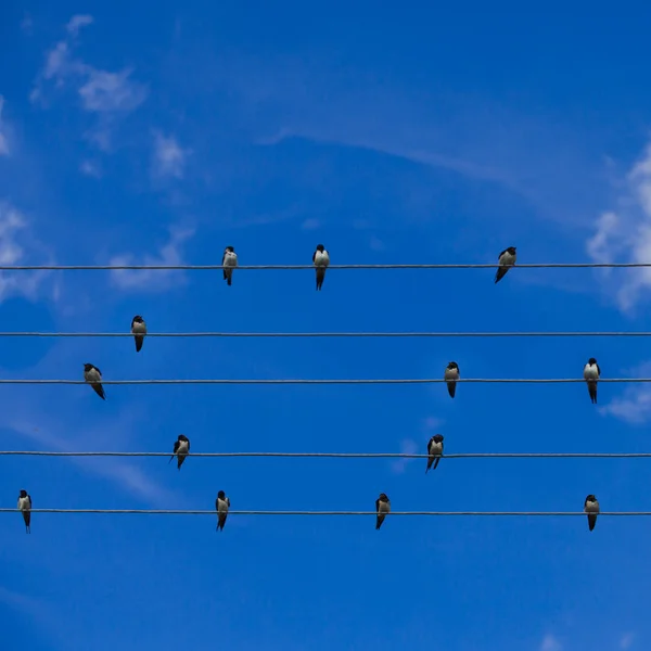 Swallows — Stock Photo, Image