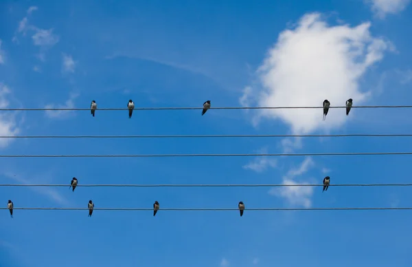 Swallows — Stock Photo, Image