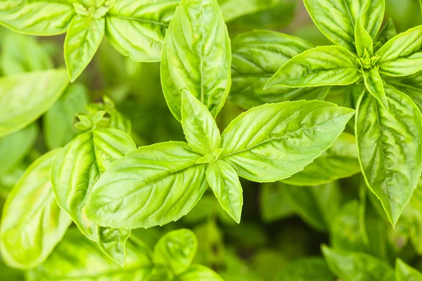 Basil plant — Stockfoto