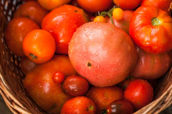 Farm tomatoes — Stock Photo, Image