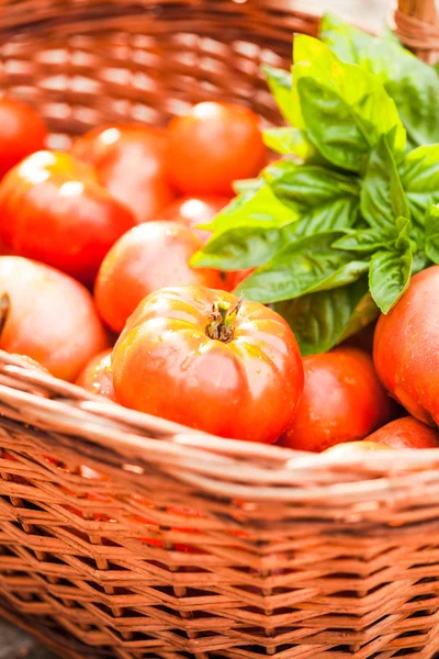 Farm tomatoes — Stock Photo, Image