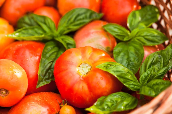 Farm tomatoes — Stock Photo, Image