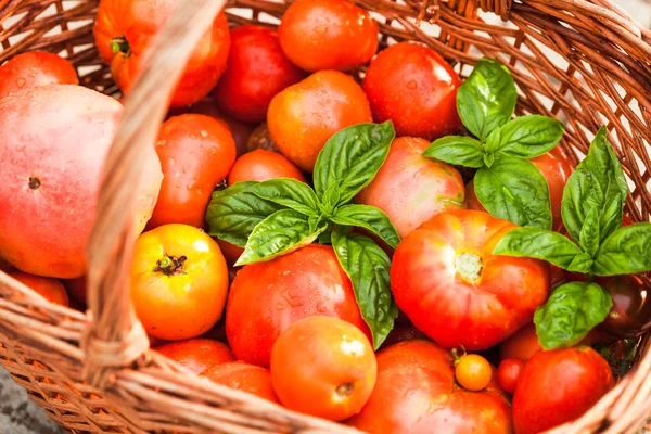 Boerderij tomaten — Stockfoto