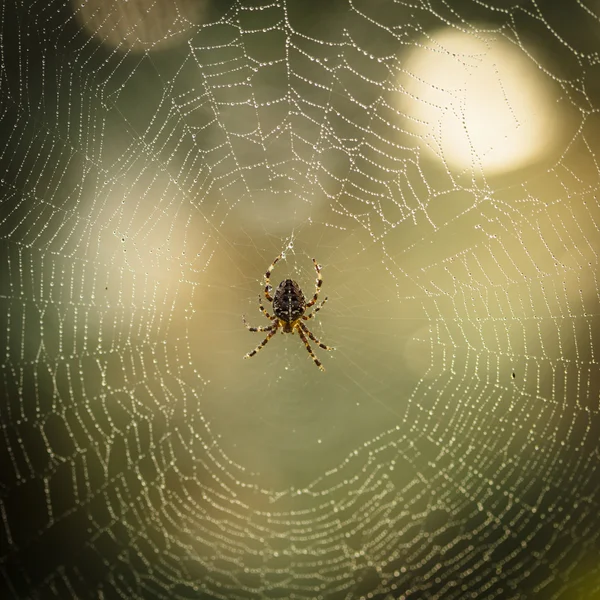 Aranha na teia — Fotografia de Stock