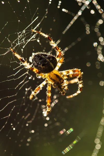 Spinne im Netz — Stockfoto