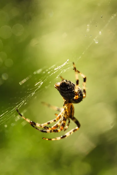 蜘蛛在网上 — 图库照片