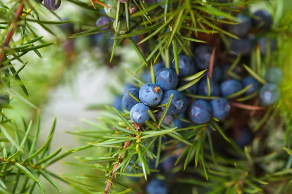 Wacholderbeeren — Stockfoto