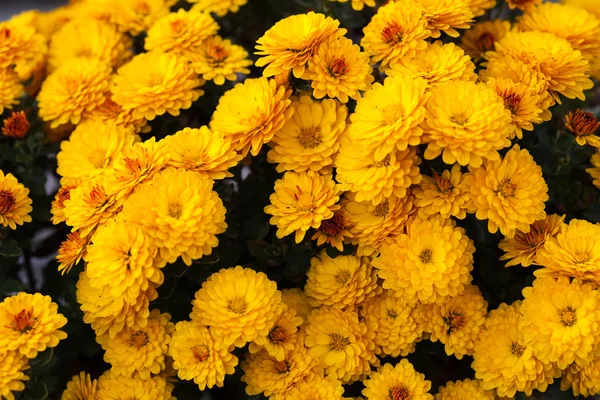 Gelbe Chrysantheme — Stockfoto