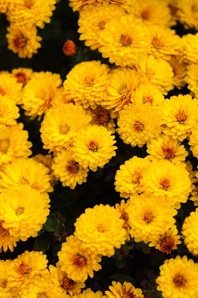 Gelbe Chrysantheme — Stockfoto