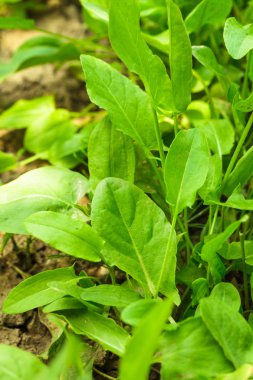 Kuzukulağı bahçede