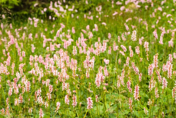 Pink wilflowers — Stock Photo, Image