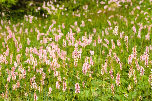 Fiori di campo rosa — Foto Stock