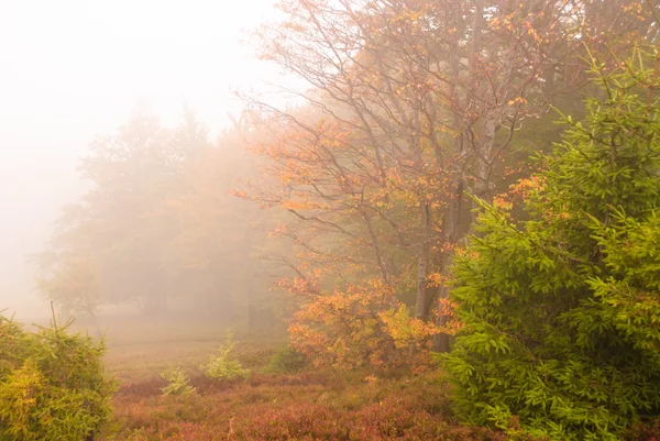 Mistery fall — Stock Photo, Image