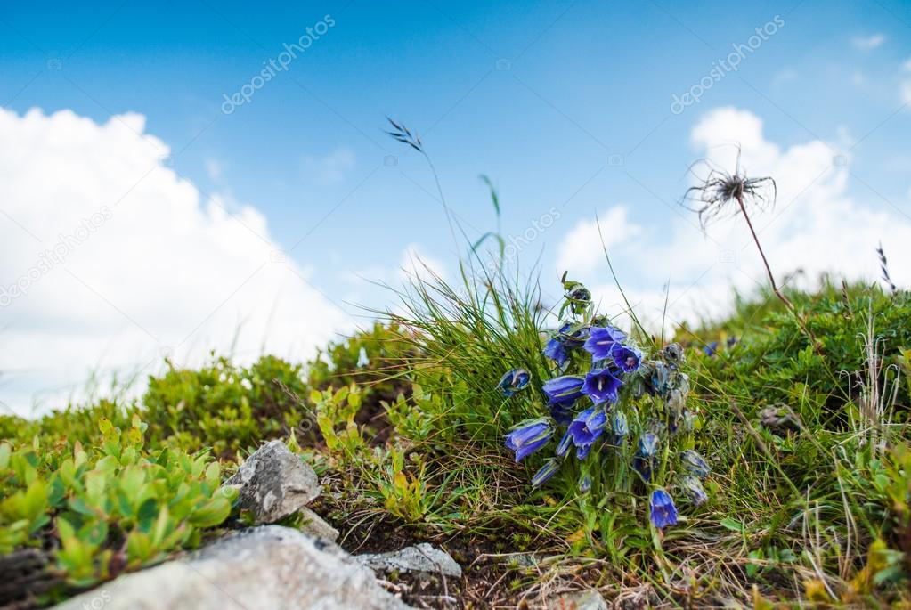 Campanula alpina