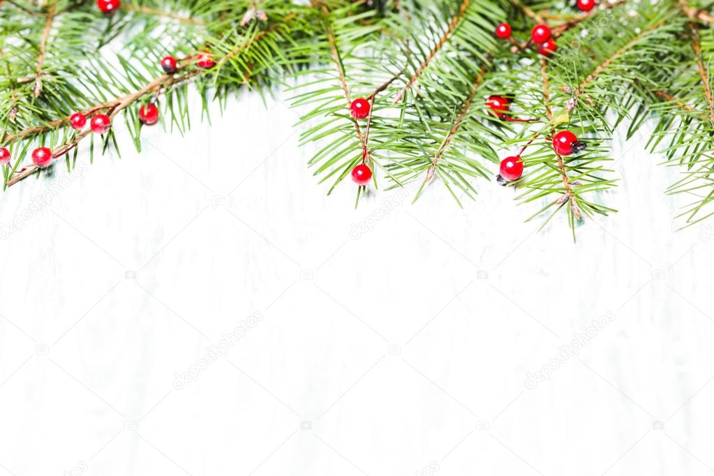 Fir brahcnes with holly berries