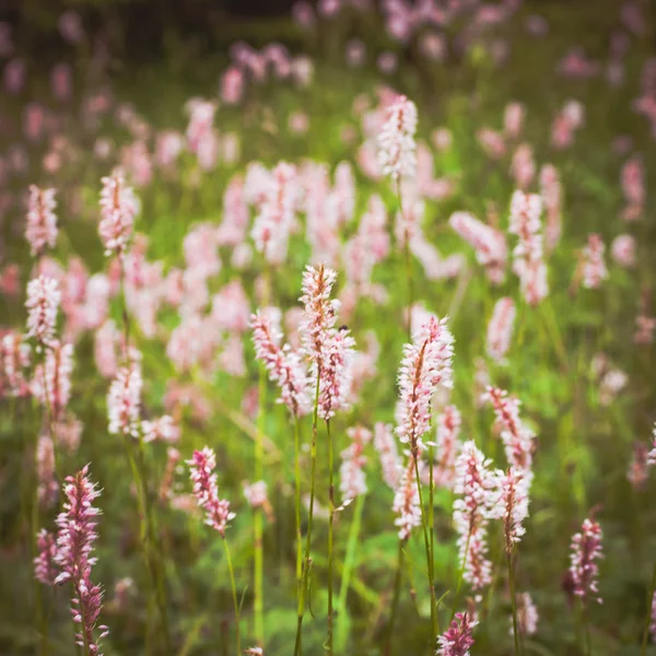粉红色 wilflowers — 图库照片