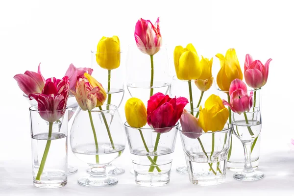 Tulips in glasses — Stock Photo, Image