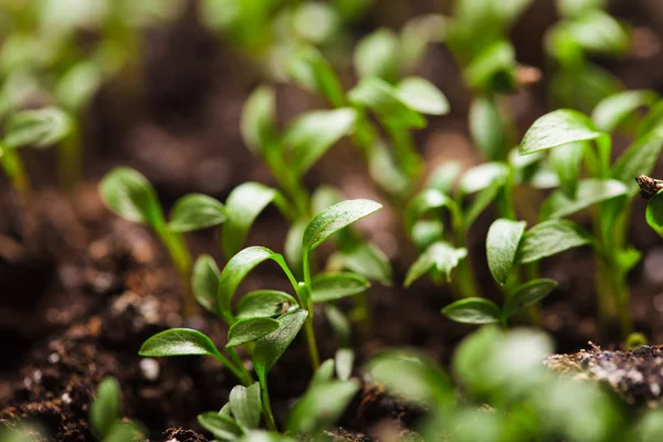 Cultivo de sementes macro — Fotografia de Stock