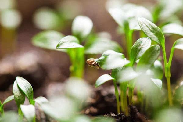 Cultivo de sementes macro — Fotografia de Stock