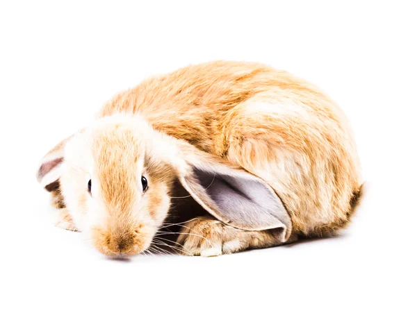 Lindo conejo rojo —  Fotos de Stock