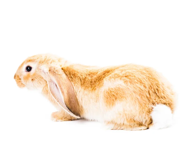 Милий кролик червоний — стокове фото