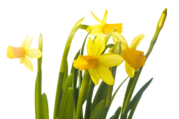 Yellow daffodil — Stock Photo, Image